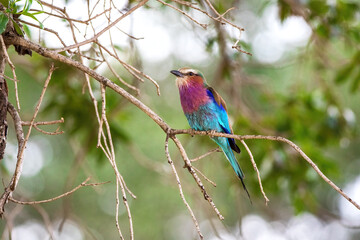 Wall Mural - Lilac-breasted roller, coracias caudatus, perched on a branch in the Masai Mara, Kenya. Soft green foliage background