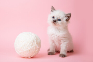 Wall Mural - a small kitten of the Neva breed with a ball of thread on a pink background