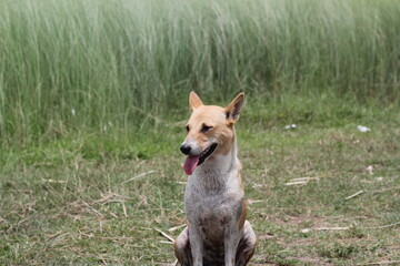 A dog posing in the meadow, Portrait of a dog sitting on the grass