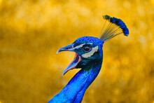 Blue And Vibrance Peafowl With Yellow Background Squawking