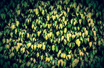 Wall Mural - Green leaf texture. Leaf texture background. Nature background. Foliage wallpaper. Free space for text. Vintage postprocessing.
