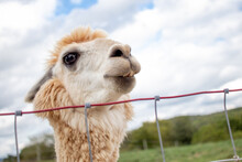 Close Up Portrait Of Alpaca With Chin Resting On Wire Fence Outdoor During Day