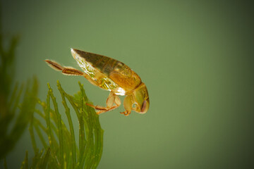 Poster - The water bug (Aphelocheirus aestivalis) in pond