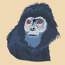 Vector Illustration Of T. Auratus, A Type Of Langur With Jet Black Hair. Monkeys Belonging To The Cercopithecidae Tribe Have Limited Distribution (endemic) In Western Indonesia.