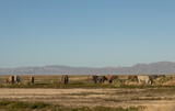 Fototapeta Natura - Wild Horses in Spring inthe Utah Desert