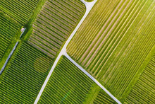 Aerial View Of A Vineyard Plantation In Late Afternoon Lights In Jenins, Switzerland, Europe, Drone Shot