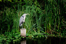 Moody Portrait Of A Grey Heron Standing On The River Bank On The Lookout For Something To Eat Like A Fish Of Frog