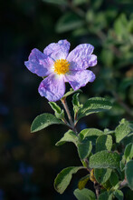 A Pink Rock Rose In The Sunlight