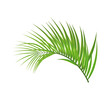 Palm Branch Leaves Composition