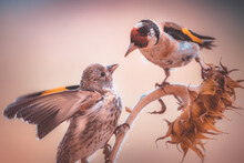 An European Goldfinch Feeding Its Fledgling