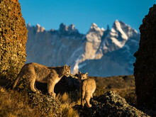 Waking Up At Sunrise Pumas (Puma Concolor), Torres Del Paine National Park, Patagonia, Chile