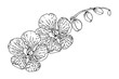 Orchid flower branch. Hand drawn sketch line illustration
