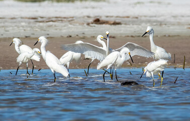 Wall Mural - Snowy egrets and red breasted mergansers feed on baitfish trapped in a tide pool at Fort De Soto State Park in Bradenton Florida. 