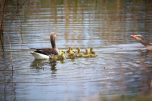Eine Familie Graugänse Mit Ihrem Nachwuchs An Einem Teich.
