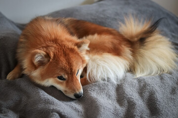 Wall Mural - Japanese fluffy dog ​​shiba inu sleeping on the bed. Cute red dog.