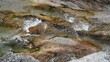 Wildbach mit Felsen und schönen Auswaschungen im Stein, mit sehr klarem Wasser