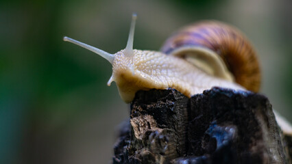 grape snail close-up on an old stump