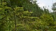 Kleiner schöner Nadelbaum (Fichte) in einem schönen unberührten Tal in den Bergen, der sich im leichten Wind bewegt