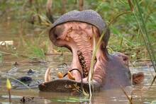 Hippo In The Water With Wide Open Mouth And Green Reed Around