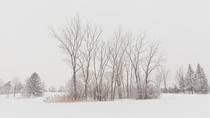 Wall Mural - Bare and coniferous winter trees and reed in a snow covered field on a sunny winter day in Jean Drapeau park in Montreal, Quebec, Canada 