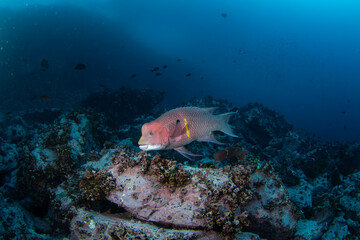 Wall Mural - Mexican hogfish diving near the bottom on Malpelo island. Bodianus diplotaenia on the dive. Abundant fish in protected pacific area. 