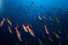 Paranthias Colonus During Dive Next To Malpelo. Pacific Creolefish On The Dive. Abundant Fish In Protected Area. 