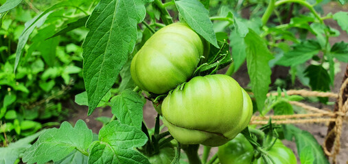 Two tomatoes are growing on the farm, they are not yet ripe, they are green. New crop of organic tomatoes. Bright beautiful organic vegetable