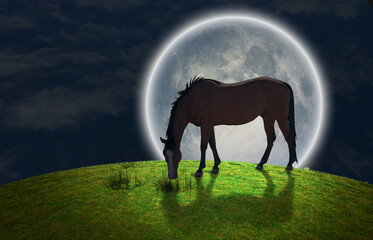 Wall Mural - Horse grazes on greem meadow