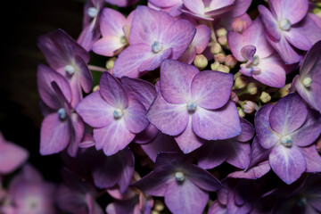 Sticker - Close up view of purple Hydrangea flower.