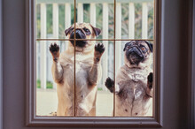 Two Pug Dogs Looking Through A Glass Door