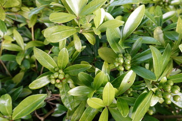 Sticker - As a native of Japan, skimmia is a slow growing evergreen shrub.