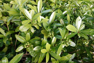 Wall Mural - Japanese skimmia is a slow-growing, shade-loving, broadleaf evergreen shrub that provides multi-season interest in the landscape.