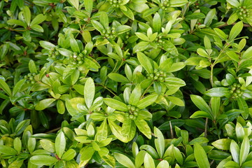 Sticker - Skimmia japonica, the Japanese skimmia, is a species of flowering plant in the family Rutaceae.