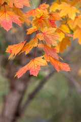 Wall Mural - Bright yellow and red leaves on a maple tree in fall.