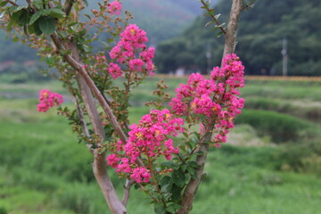 Wall Mural - pink flowers in the garden