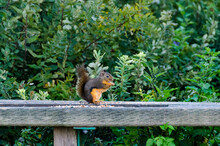Squirrel Sitting On A Seed Feeder On A Walk In The Forest