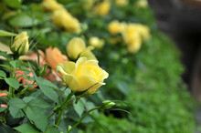 Yellow Rose With Green Leaves