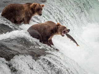 bear about to catch fish at waterfall