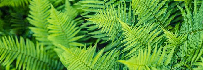 Sticker - Beautiful ferns leaves, green foliage natural, floral fern background. panoramic view, sunlight. Fantasy floral background, ferns in the forest. Tranquil background of ferns green foliage leaves.