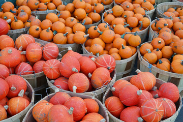 Wall Mural - colorful pumpkins in baskets at farm in autumn harvest season