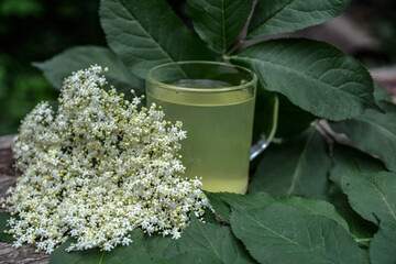 Wall Mural - drink from elderberry flowers