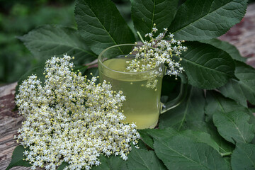 Wall Mural - drink from elderberry flowers