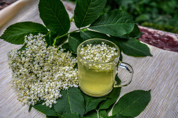 Wall Mural - drink from elderberry flowers