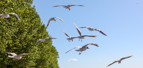 Wall Mural - A flock of seagulls in flight against a sky.