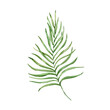 © SvetaArt - Watercolor green tropical branch with leaves