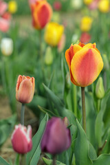 Wall Mural - colorful tulip mix on a flower field.