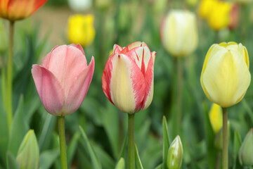 Wall Mural - colourful tulip mix on a flower field.