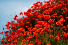 Many Red Poppies On A Sloping Hill Under A Blue Sky