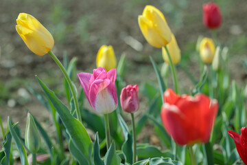 Wall Mural - colourful tulips in a cutting garden.