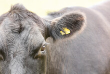  Front View Of A Part Of The Face Of A Black Cow With A Yellow Ear Tag. Focus On The Eye And Eyelashes. An Ear Tag Is An Object Used For Identification Of Animals